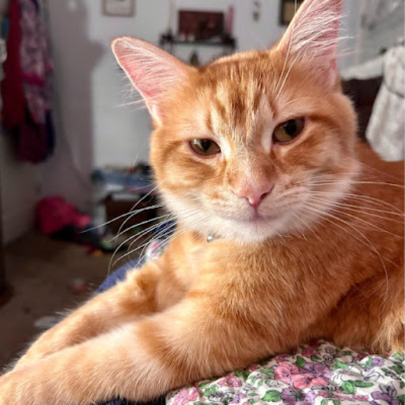 Meet your Posher, Lori - Picture 1 of 1